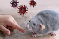 Ilustrasi hantavirus