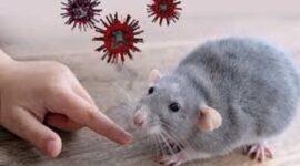 Ilustrasi hantavirus
