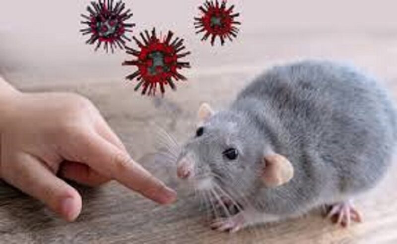 Ilustrasi hantavirus