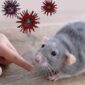 Ilustrasi hantavirus