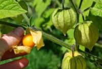 Manfaat buah Ciplukan bagi kesehatan
