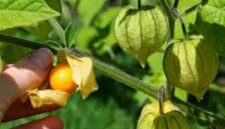 Manfaat buah Ciplukan bagi kesehatan