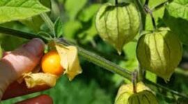 Manfaat buah Ciplukan bagi kesehatan