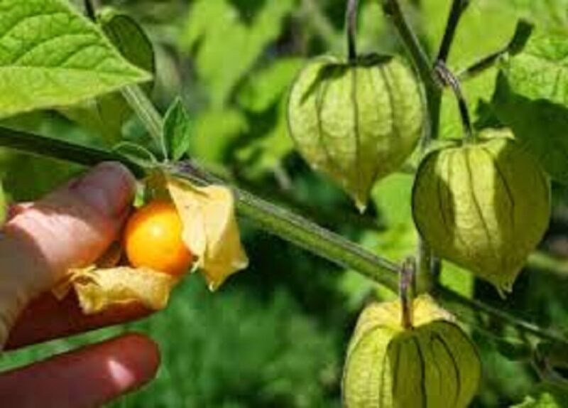 Manfaat buah Ciplukan bagi kesehatan