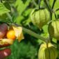 Manfaat buah Ciplukan bagi kesehatan