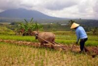 Ilustrasi pinjol buat petani