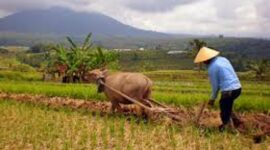 Ilustrasi pinjol buat petani