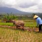 Ilustrasi pinjol buat petani