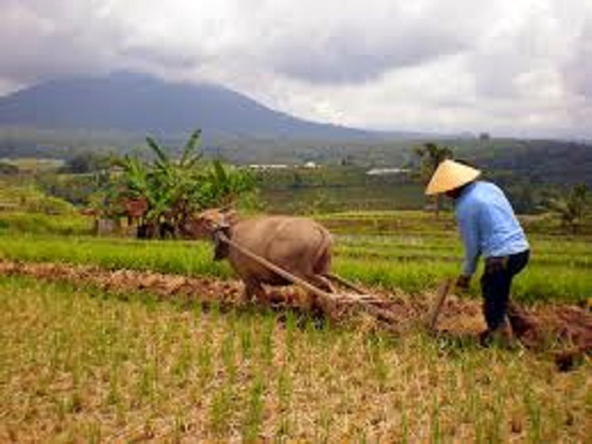 Ilustrasi pinjol buat petani