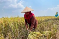 Petani Panen Padi dan Jagung, Dorong Ketahanan Pangan Indonesia