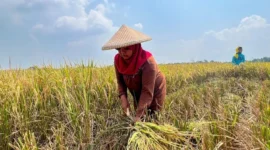 Petani Panen Padi dan Jagung, Dorong Ketahanan Pangan Indonesia