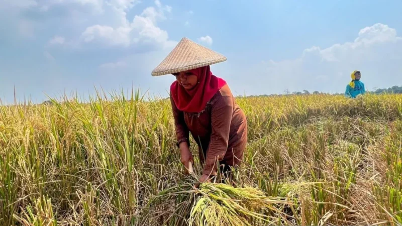 Petani Panen Padi dan Jagung, Dorong Ketahanan Pangan Indonesia