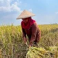 Petani Panen Padi dan Jagung, Dorong Ketahanan Pangan Indonesia