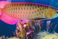 Ikan Hias Arwana Si Naga Air  yang Haraganya Tembus Ratusan Juta(foto: cnnindonesia)