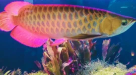 Ikan Hias Arwana Si Naga Air  yang Haraganya Tembus Ratusan Juta(foto: cnnindonesia)