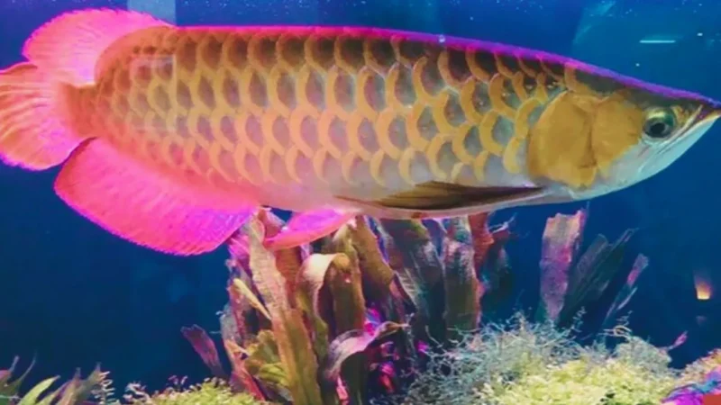 Ikan Hias Arwana Si Naga Air  yang Haraganya Tembus Ratusan Juta(foto: cnnindonesia)