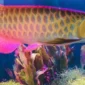 Ikan Hias Arwana Si Naga Air  yang Haraganya Tembus Ratusan Juta(foto: cnnindonesia)