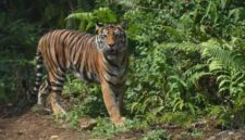 Polpulasi Satwa Diharapkan Pulih,  Perburuan di Kerinci Seblat Alami Penurunan  (foto :radarjambi)
