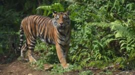 Polpulasi Satwa Diharapkan Pulih,  Perburuan di Kerinci Seblat Alami Penurunan  (foto :radarjambi)