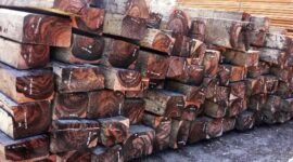 Kayu Eboni " Emas Hitam" Bernilai Ratusan Juta Per Meter kubik