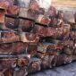 Kayu Eboni " Emas Hitam" Bernilai Ratusan Juta Per Meter kubik