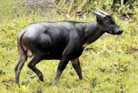ANOA, "KERBAU KERDIL" ENDEMIK SULAWESI  YANG TERANCAM PUNAH(Foto: Kompas)