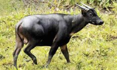 ANOA, “KERBAU KERDIL” ENDEMIK SULAWESI  YANG TERANCAM PUNAH