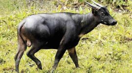 ANOA, "KERBAU KERDIL" ENDEMIK SULAWESI  YANG TERANCAM PUNAH(Foto: Kompas)