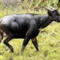 ANOA, "KERBAU KERDIL" ENDEMIK SULAWESI  YANG TERANCAM PUNAH(Foto: Kompas)