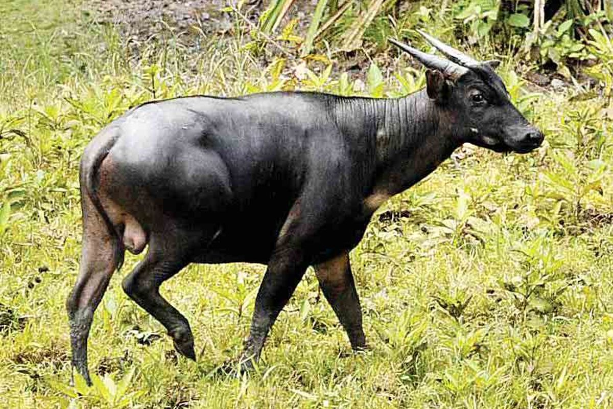 ANOA, "KERBAU KERDIL" ENDEMIK SULAWESI YANG TERANCAM PUNAH(Foto: Kompas)