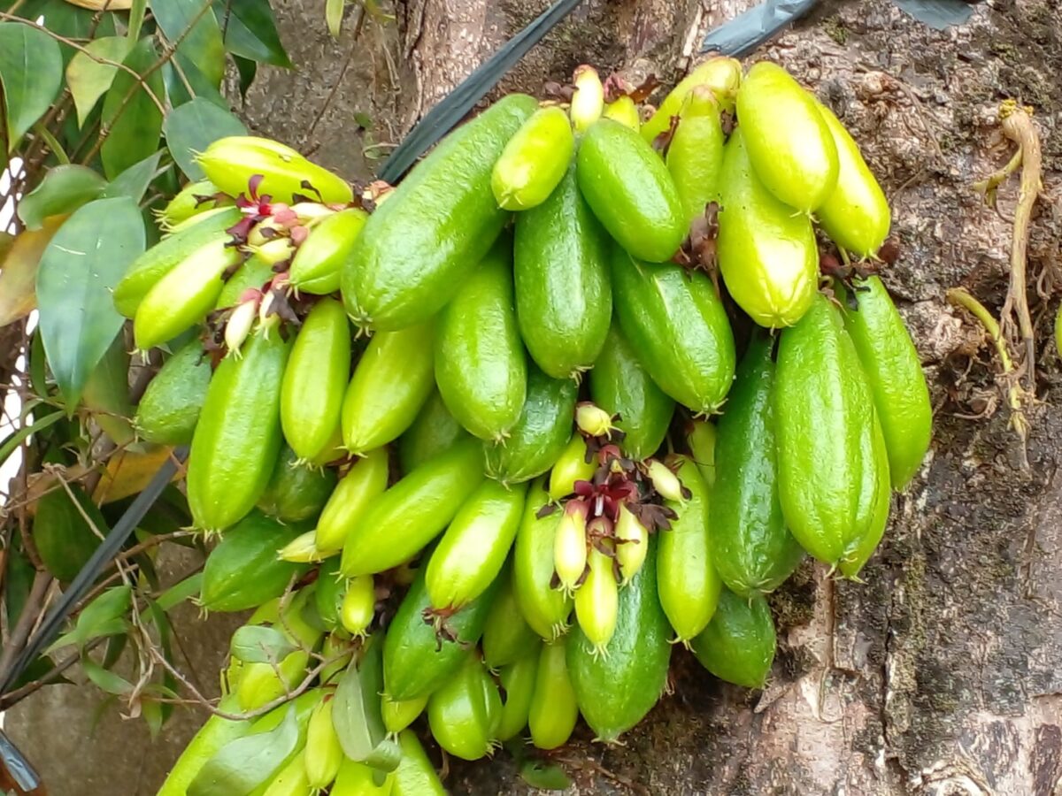 Manfaat Belimbing Bulu untuk Kesehatan: Obat Alami dari Pekarangan Rumah(Foto:SiberSpace)
