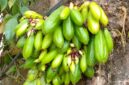 Manfaat Belimbing Bulu untuk Kesehatan: Obat Alami dari Pekarangan Rumah(Foto:SiberSpace)