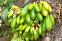 Manfaat Belimbing Bulu untuk Kesehatan: Obat Alami dari Pekarangan Rumah(Foto:SiberSpace)