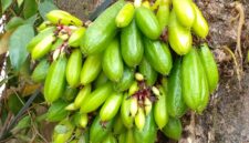 Manfaat Belimbing Bulu untuk Kesehatan: Obat Alami dari Pekarangan Rumah(Foto:SiberSpace)