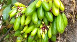 Manfaat Belimbing Bulu untuk Kesehatan: Obat Alami dari Pekarangan Rumah(Foto:SiberSpace)