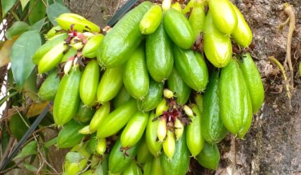 Belimbing bulu  atau _Averrhoa sebagai obat tradisional