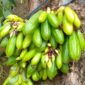Manfaat Belimbing Bulu untuk Kesehatan: Obat Alami dari Pekarangan Rumah(Foto:SiberSpace)