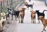 Anjing Liar di Sungai Penuh  Meningkat Warga Minta Pemerintah Segera Bertindak(Foto:rri ranai}