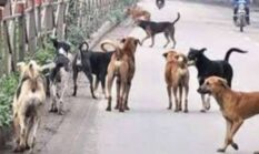Anjing Liar di Sungai Penuh  Meningkat Warga Minta Pemerintah Segera Bertindak