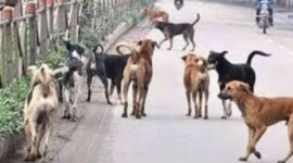 Anjing Liar di Sungai Penuh  Meningkat Warga Minta Pemerintah Segera Bertindak(Foto:rri ranai}