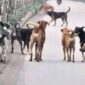 Anjing Liar di Sungai Penuh  Meningkat Warga Minta Pemerintah Segera Bertindak(Foto:rri ranai}