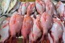 Ikan Kakap adalah salah satu ikan laut yang tinggi protein.(Foto:Inspirasi News)