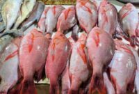 Ikan Kakap adalah salah satu ikan laut yang tinggi protein.(Foto:Inspirasi News)