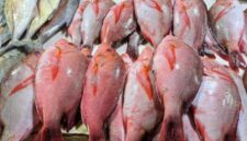 Ikan Kakap adalah salah satu ikan laut yang tinggi protein.(Foto:Inspirasi News)