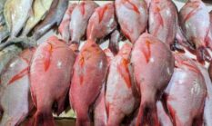 7 Manfaat Konsumsi Ikan Kakap untuk Kesehatan Tubuh