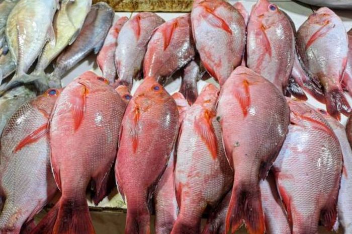 Ikan Kakap adalah salah satu ikan laut yang tinggi protein.(Foto:Inspirasi News)