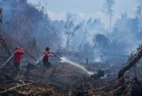 Karhutla di Berbagai Daerah Jadi Ancaman, BNPB Imbau Masyarakat Waspada( Foto: Info Publik)