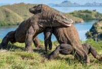 Komodo, Ikon Satwa Purba Indonesia yang Mendunia(Foto:Website DJKN)

