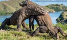 Komodo, Ikon Satwa Purba Indonesia yang Mendunia