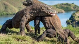 Komodo, Ikon Satwa Purba Indonesia yang Mendunia(Foto:Website DJKN)

